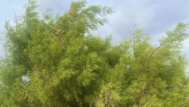 صورة شجرة الطرفاء تعود للنمو في براري الحدود الشمالية