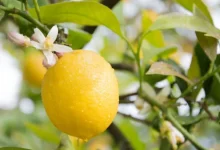 صورة ثمار الليمون.. كنز صحي موجود في كل منزل