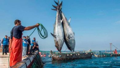 صورة موانئ المغرب على البحر المتوسط تتراجع على صعيد كميات الصيد منذ مطلع هذا العام