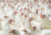 صورة رئيس إتحاد مزارعي الطفيلة يكشف أسباب ارتفاع أسعار الدجاج في الأردن