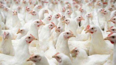صورة رئيس إتحاد مزارعي الطفيلة يكشف أسباب ارتفاع أسعار الدجاج في الأردن