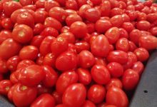صورة المغرب يُصدر طماطم بقيمة 85 مليارا إلى إسبانيا مستوردا في المقابل أغناما بـ50 مليارا