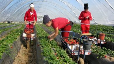 صورة المغاربة أكثر العمال الأجانب مساهمة في نظام الضمان الاجتماعي بإسبانيا